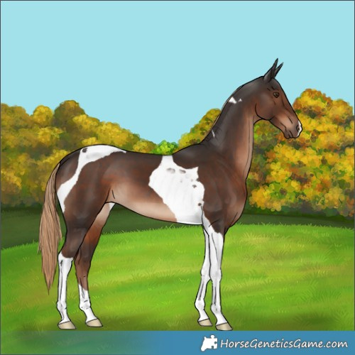Horse Color:Liver Chestnut Tobiano 
