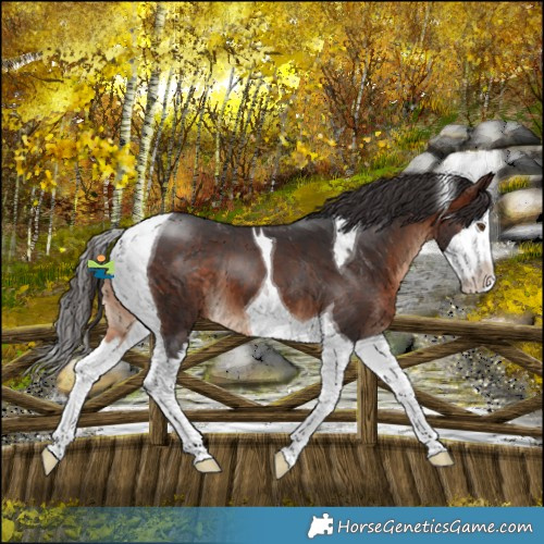 Horse Color:Brown Splash Tobiano