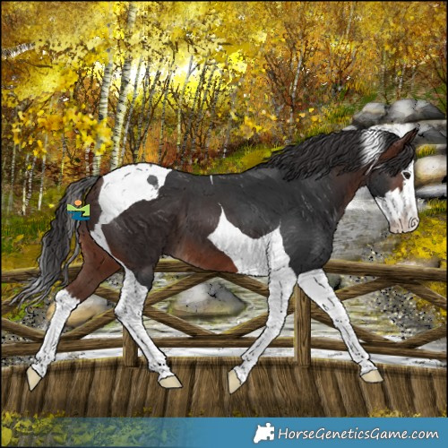 Horse Color:Brown Splash Tobiano 