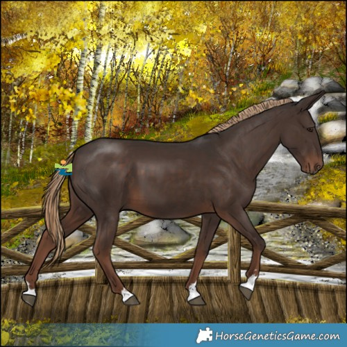 Horse Color:Liver Chestnut