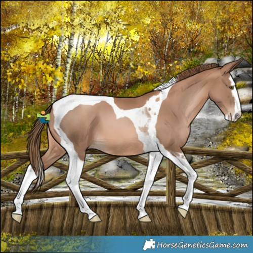 Horse Color:Liver Chestnut Pearl Splash Tobiano
