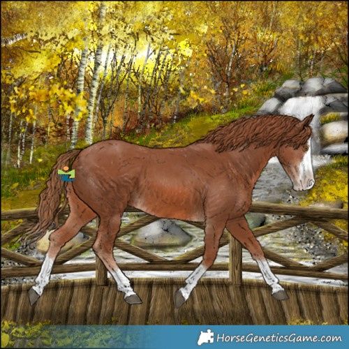 Horse Color:Chestnut Splash Varnish