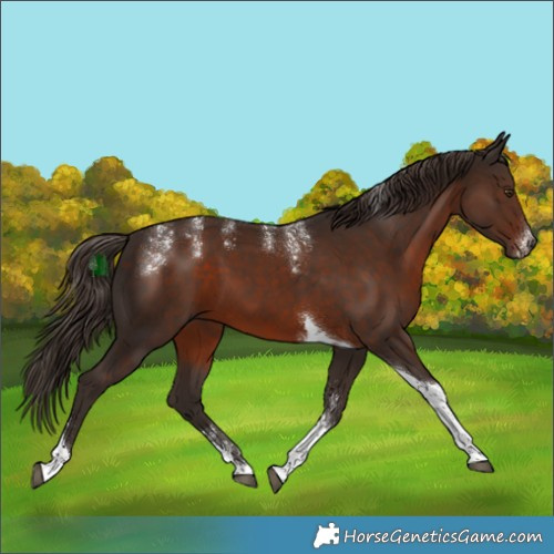 Horse Color:Powder White Liver Chestnut Tobiano