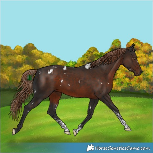 Horse Color:White Spotted Liver Chestnut Sabino 
