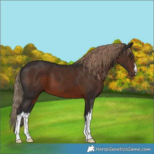 Horse Color:White Spotted Liver Chestnut 
