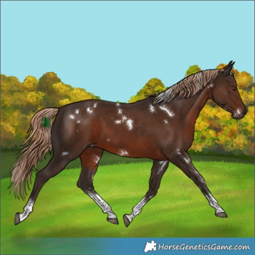 Horse Color:White Spotted Liver Chestnut Sabino 