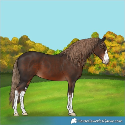 Horse Color:White Spotted Liver Chestnut 
