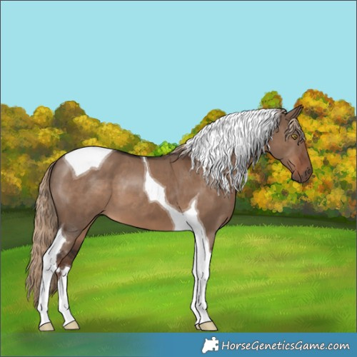 Horse Color:Liver Red Dun Tobiano 