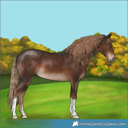 Horse Color:Liver Chestnut 