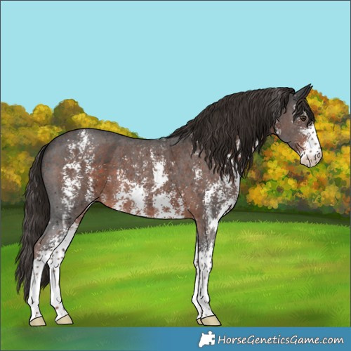 Horse Color:Liver Chestnut Sabino 