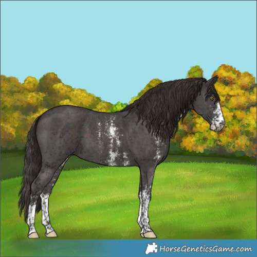 Horse Color:Liver Chestnut Sabino