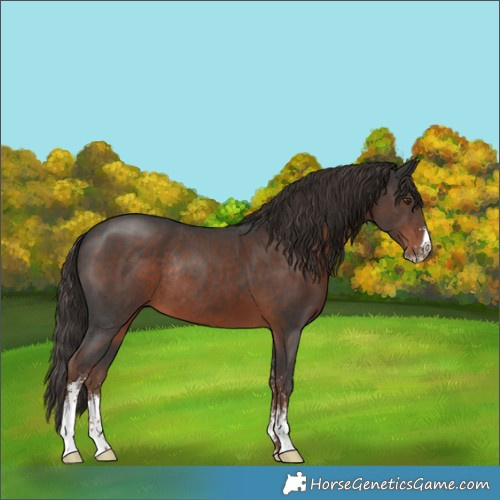 Horse Color:Liver Chestnut Sabino Rabicano