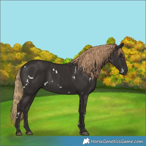 Horse Color:White Spotted Liver Chestnut