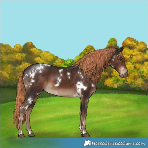 Horse Color:White Spotted Liver Chestnut 