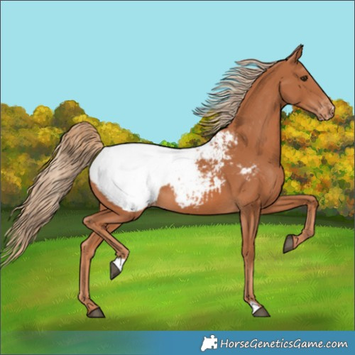 Horse Color:Chestnut Appaloosa 