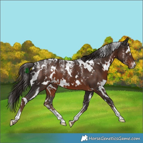 Horse Color:Powder White White Spotted Liver Chestnut
