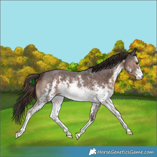 Horse Color:White Spotted Liver Chestnut Sabino