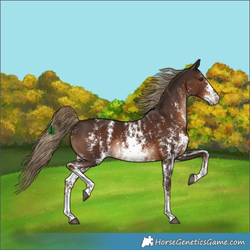 Horse Color:Liver Chestnut Sabino