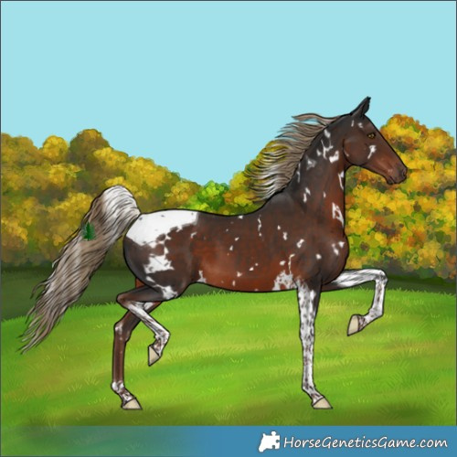 Horse Color:White Spotted Liver Chestnut Tobiano 
