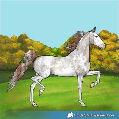 Horse Color:White Spotted Liver Red Roan Splash 