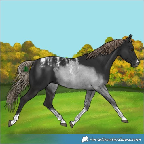 Horse Color:Powder White Liver Chestnut Tobiano 