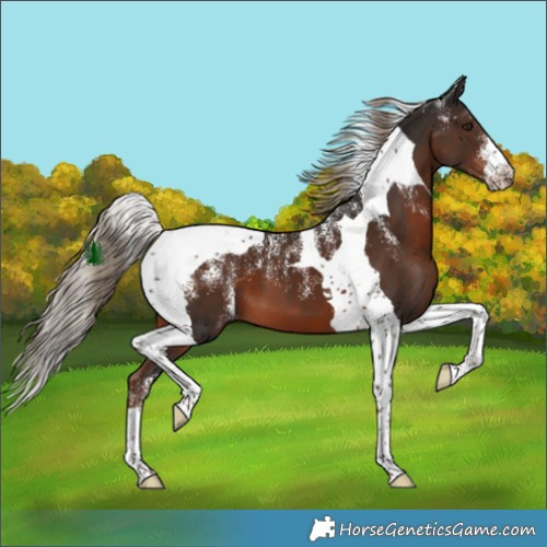 Horse Color:Powder White Liver Chestnut Tobiano 
