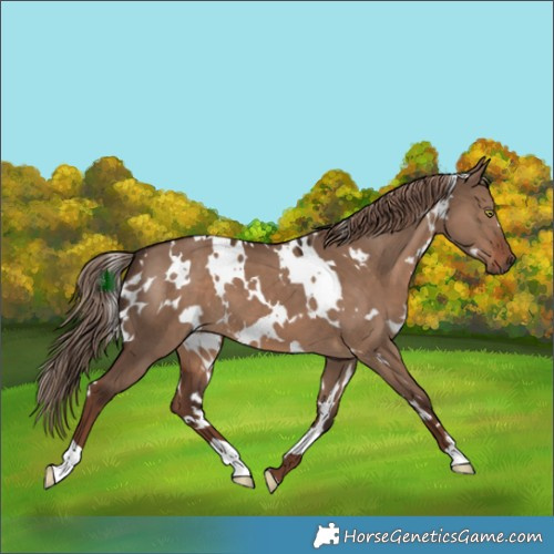 Horse Color:White Spotted Liver Red Dun 