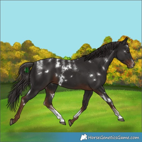 Horse Color:Powder White White Spotted Liver Chestnut