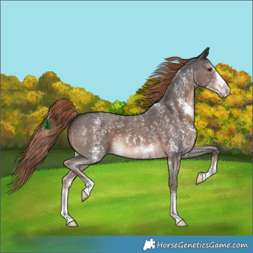 Horse Color:Liver Chestnut Sabino