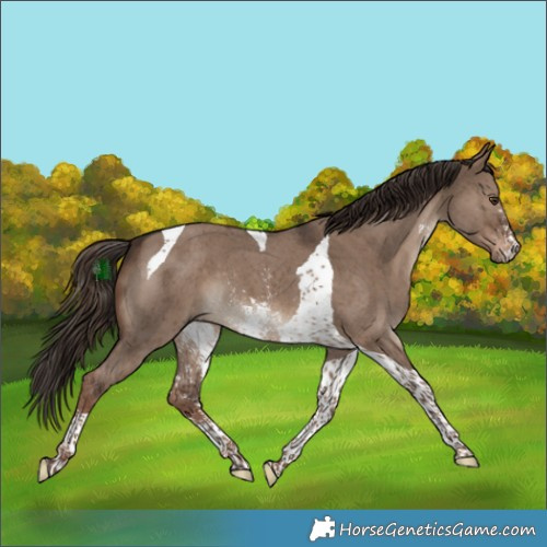Horse Color:Liver Red Dun Sabino Tobiano 