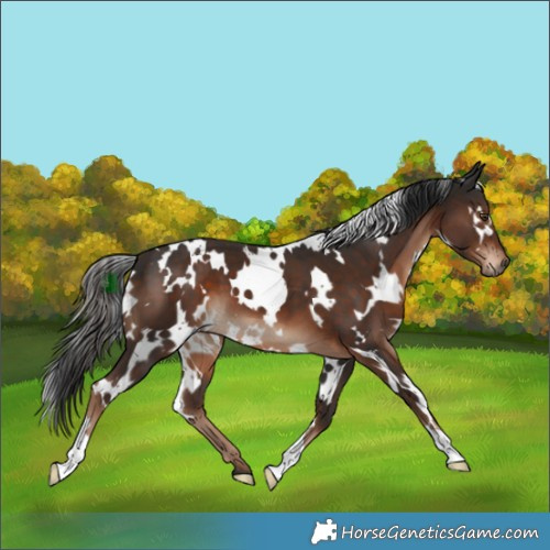 Horse Color:White Spotted Liver Chestnut 