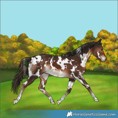 Horse Color:White Spotted Liver Chestnut 