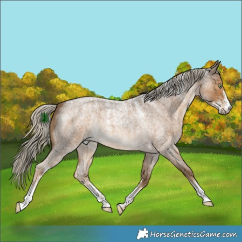 Horse Color:Powder White Chocolate Palomino Roan
