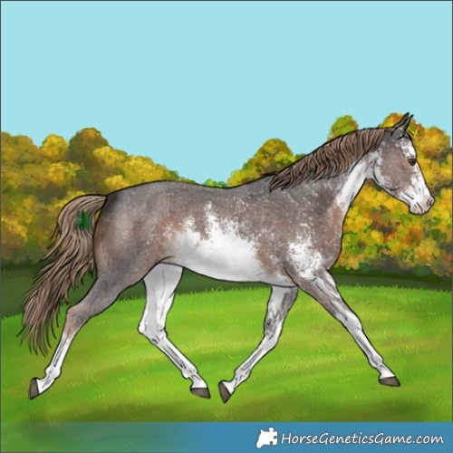 Horse Color:White Spotted Liver Chestnut Sabino Rabicano 