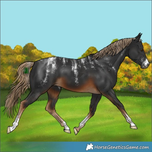 Horse Color:Powder White Gray Chocolate Palomino