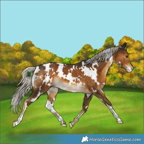 Horse Color:White Spotted Chocolate Palomino