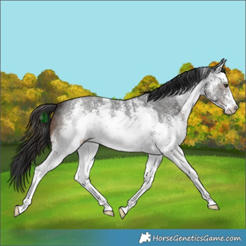 Horse Color:White Spotted Liver Chestnut Sabino