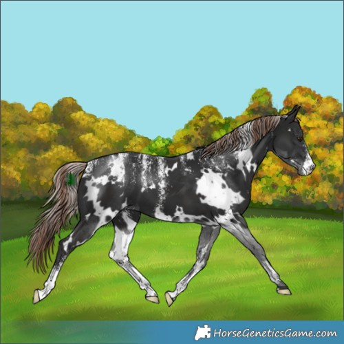 Horse Color:Powder White White Spotted Liver Chestnut 