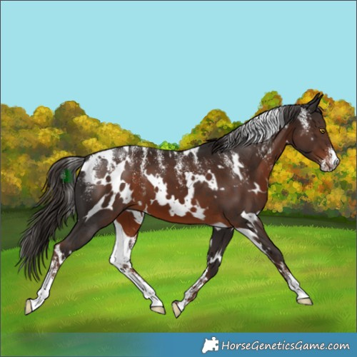 Horse Color:Powder White White Spotted Liver Chestnut 