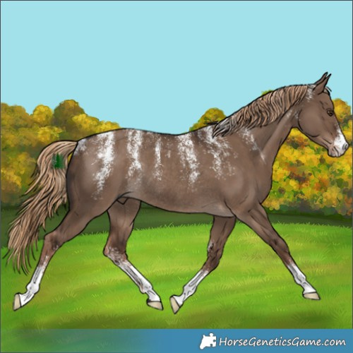 Horse Color:Powder White Liver Red Dun Rabicano 