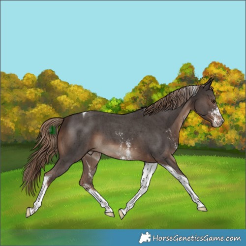 Horse Color:Liver Chestnut Sabino Tobiano 