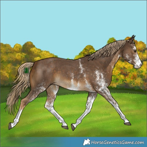 Horse Color:White Spotted Chocolate Palomino 