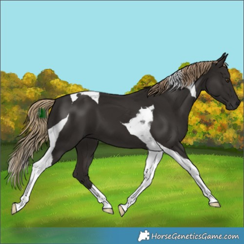 Horse Color:Liver Chestnut Tobiano