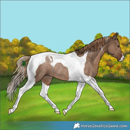 Horse Color:Liver Red Dun Tobiano Rabicano 
