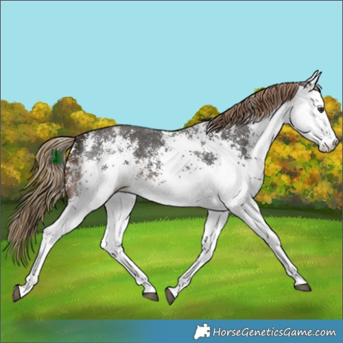 Horse Color:White Spotted Liver Chestnut Rabicano 