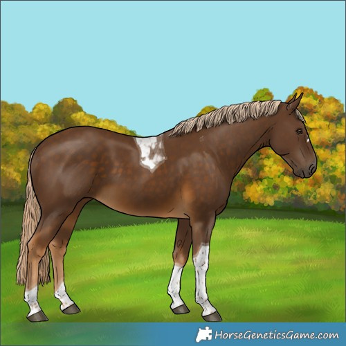 Horse Color:Chocolate Palomino Tobiano 