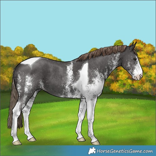 Horse Color:White Spotted Liver Chestnut Tobiano 