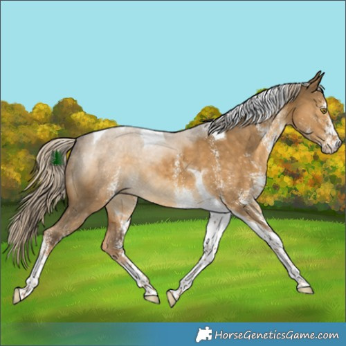 Horse Color:White Spotted Chocolate Palomino Dun Tobiano 