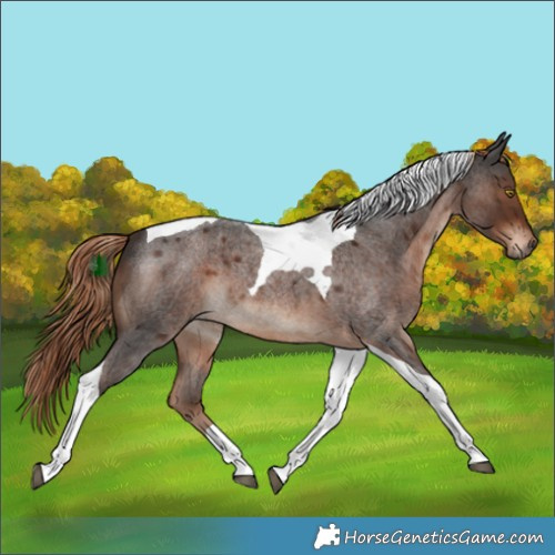 Horse Color:Liver Red Roan Tobiano 