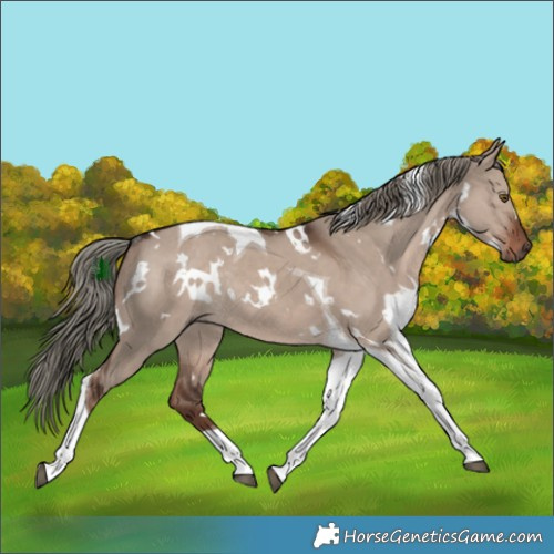 Horse Color:White Spotted Liver Red Dun Mushroom Tobiano Rabicano